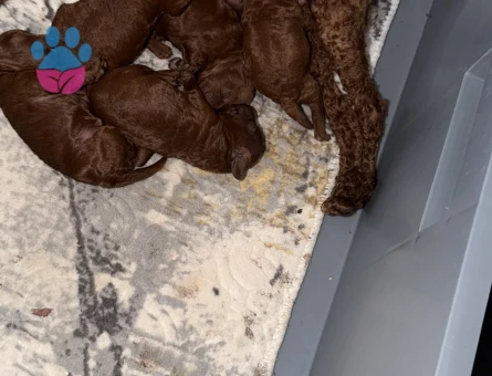 ÇOK TATLI TOY POODLE YAVRULARIMIZ YENİ YUVALARINI ARIYOR! - 7274 - Görsel 4