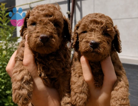 ÇOK TATLI TOY POODLE YAVRULARIMIZ YENİ YUVALARINI ARIYOR! - 7274 - Görsel 5