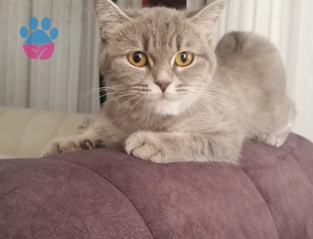 Dişi Tabby kedime eş arıyoruz - Görsel 3