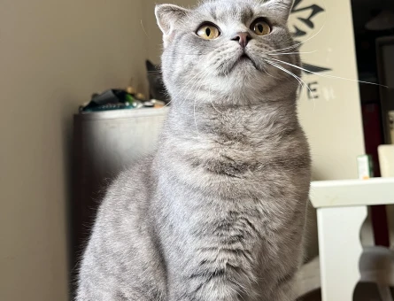 Scottish Fold Baby Yuva Arıyor - 7278