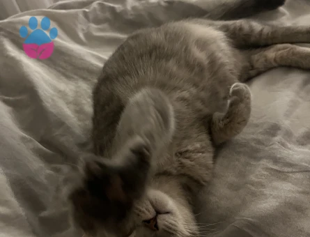 Scottish Fold Baby Yuva Arıyor - 7278 - Görsel 3