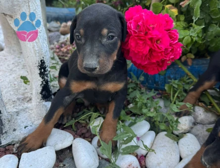 Yavru Dobermanlarr - 7279 - Görsel 3