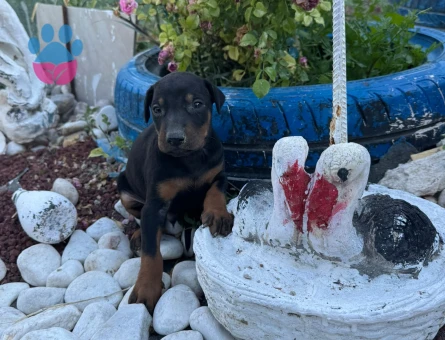 Yavru Dobermanlarr - 7279