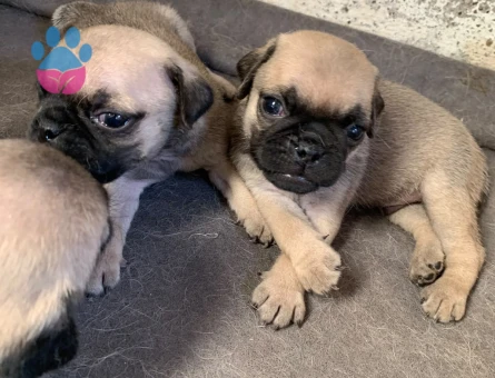 Pug - 7282