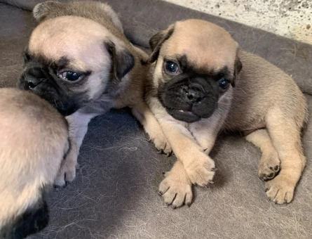 Pug - 7282