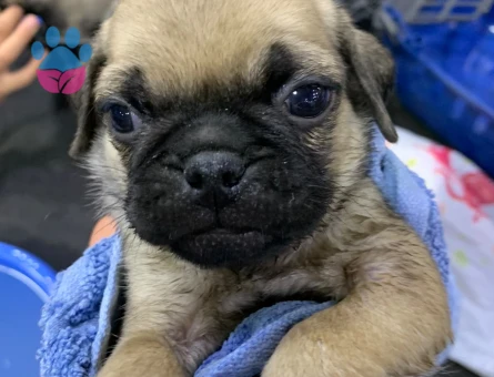 Pug - 7282 - Görsel 3