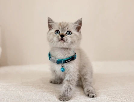 British Shorthair Lynx Point Erkek Yavrumuz - 7283
