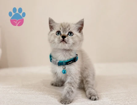 British Shorthair Lynx Point Erkek Yavrumuz - 7283 - Görsel 3