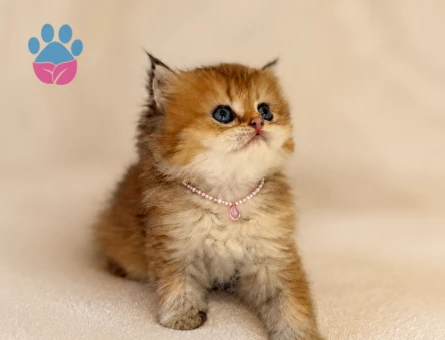 British Longhair Golden Dişi Yavrumuz - 7284 - Görsel 3