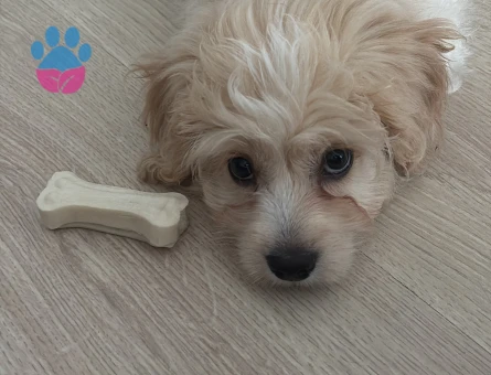 3 aylık Maltipoo - 7287