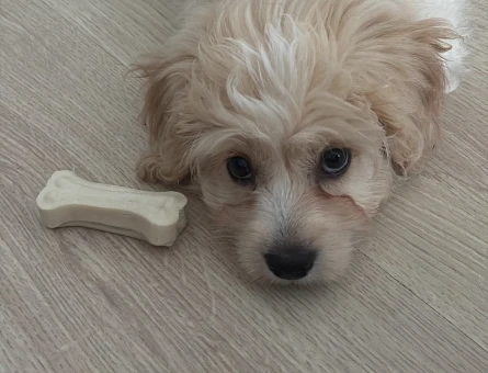3 aylık Maltipoo - 7287