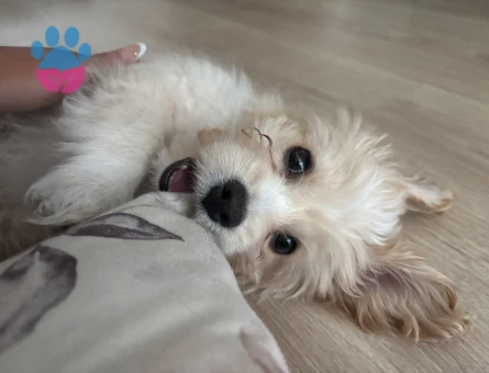 3 aylık Maltipoo - 7287 - Görsel 3