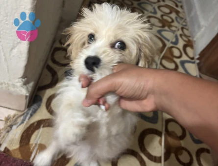 3 aylık Maltipoo - 7287 - Görsel 5