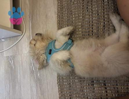 3 aylık Maltipoo - 7287 - Görsel 4