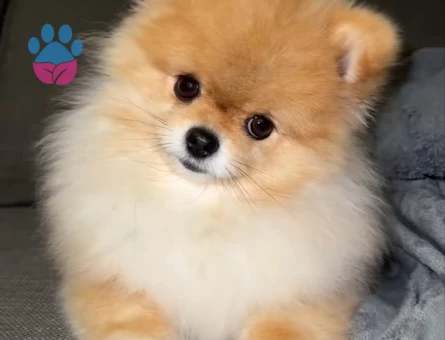 Pomerian boo - 7288