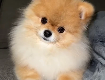 Pomerian boo - 7288