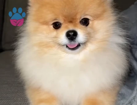 Pomerian boo - 7288 - Görsel 3