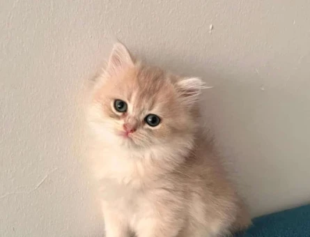 British shorthair Sadece aileye Yuvalandırıyoruz - 7289