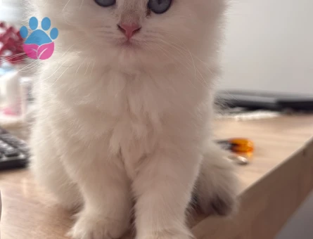 British shorthair Sadece aileye Yuvalandırıyoruz - 7289 - Görsel 4