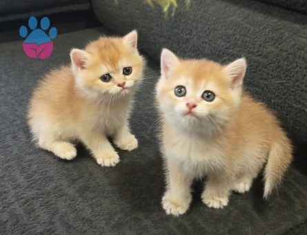British shorthair Sadece aileye Yuvalandırıyoruz - 7289 - Görsel 3
