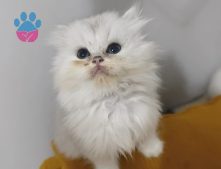 British shorthair Sadece aileye Yuvalandırıyoruz - 7289 - Görsel 5