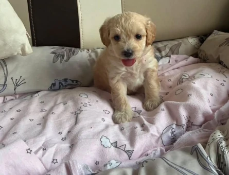 Maltipoo 2aylık dişi - 7291