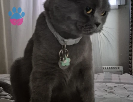 British Shorthair Kızıma Eş Arıyorum - 118984869