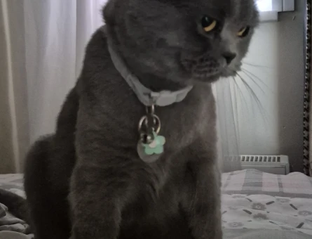 British Shorthair Kızıma Eş Arıyorum - 118984869