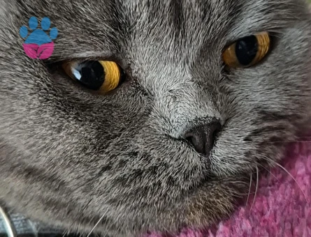 British Shorthair Kızıma Eş Arıyorum - Görsel 3