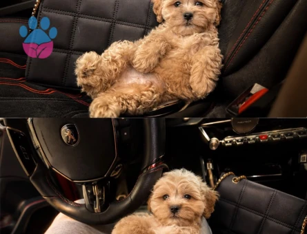 Maltipoo - 7296