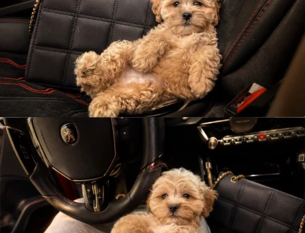 Maltipoo - 7296