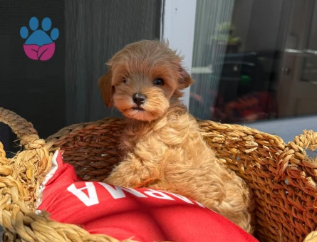 Maltipoo - 7296 - Görsel 4