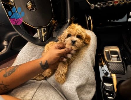 Maltipoo - 7296 - Görsel 3