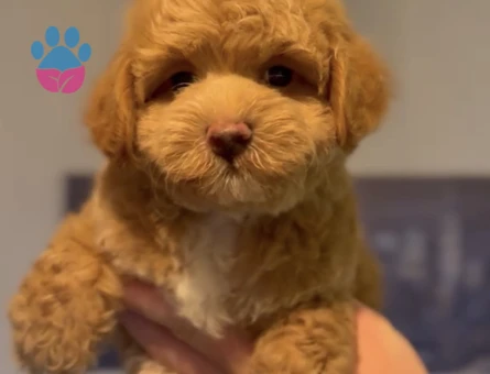 Toy Poodle Yavru - 7297