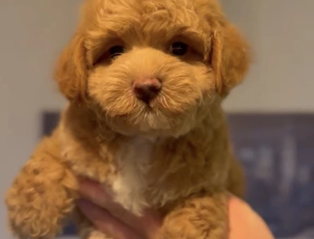 Toy Poodle Yavru - 7297