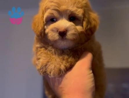 Toy Poodle Yavru - 7297 - Görsel 3