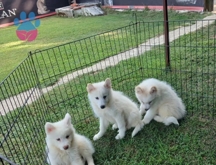 sevımlı samoyet baby face beyz kutup yavruları - 7299 - Görsel 4