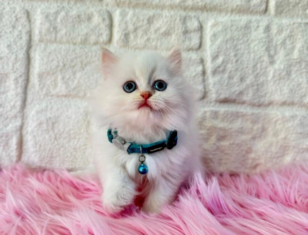 British Longhair Golden Erkek 2 Aylık