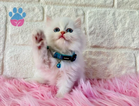 British Longhair Golden Erkek 2 Aylık