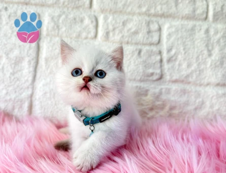 British Shorthair Golden Point Erkek 2 Aylık