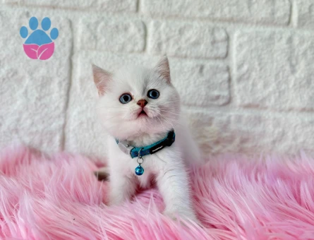 British Shorthair Golden Point Erkek 2 Aylık