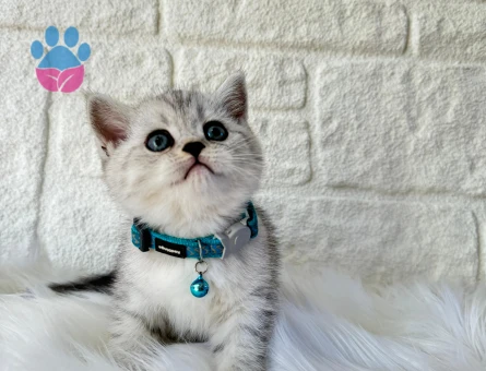 British Shorthair Silver Erkek 2 Aylık