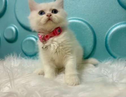 British Longhair Dişi 2 Aylık