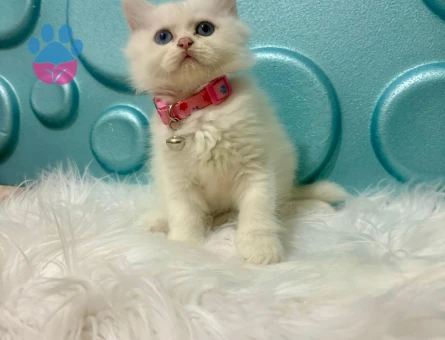 British Longhair Dişi 2 Aylık