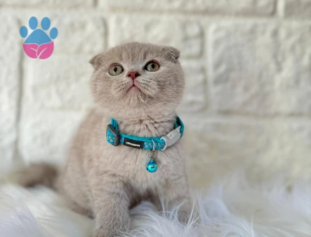 Scottish Fold Lilac 2 Aylık Erkek