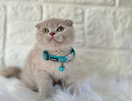 Scottish Fold Lilac 2 Aylık Erkek
