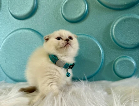 Scottish Fold Bluepoint Erkek 2 Aylık