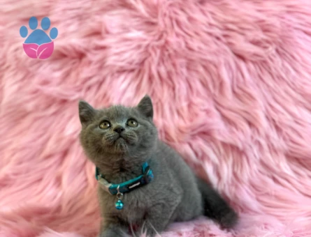British Shorthair Gri Erkek 2 Aylık