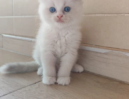 Safkan Dişi Ragdoll. Nadir Renk Bicolor Pembe Burun