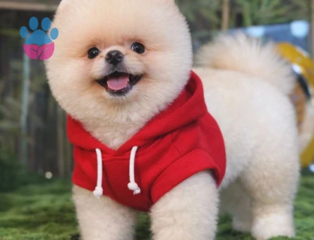 POMERANIAN ÜRETİM ÇİFTLİĞİNDEN - 9083 - Görsel 5